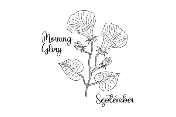 September Morning Glory Line Art for Crafts & Designs